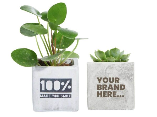 Promotional Concrete Planted Pot