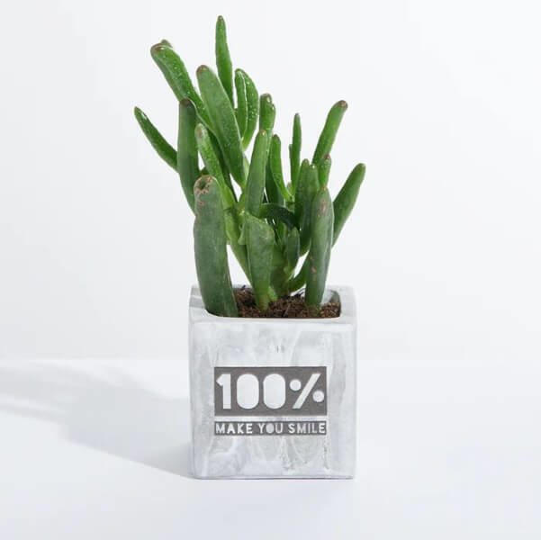 Concrete Planted Pot