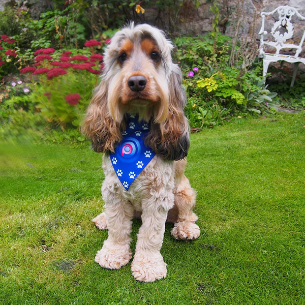 Dog Bandana